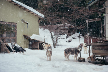 福島原発被災地に通うきっかけとなった光景｜雪深い山の上で暮らす犬たち