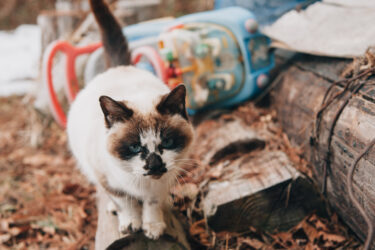 初めての被災地訪問・家の猫と変わらぬ命が原発被災地にいる